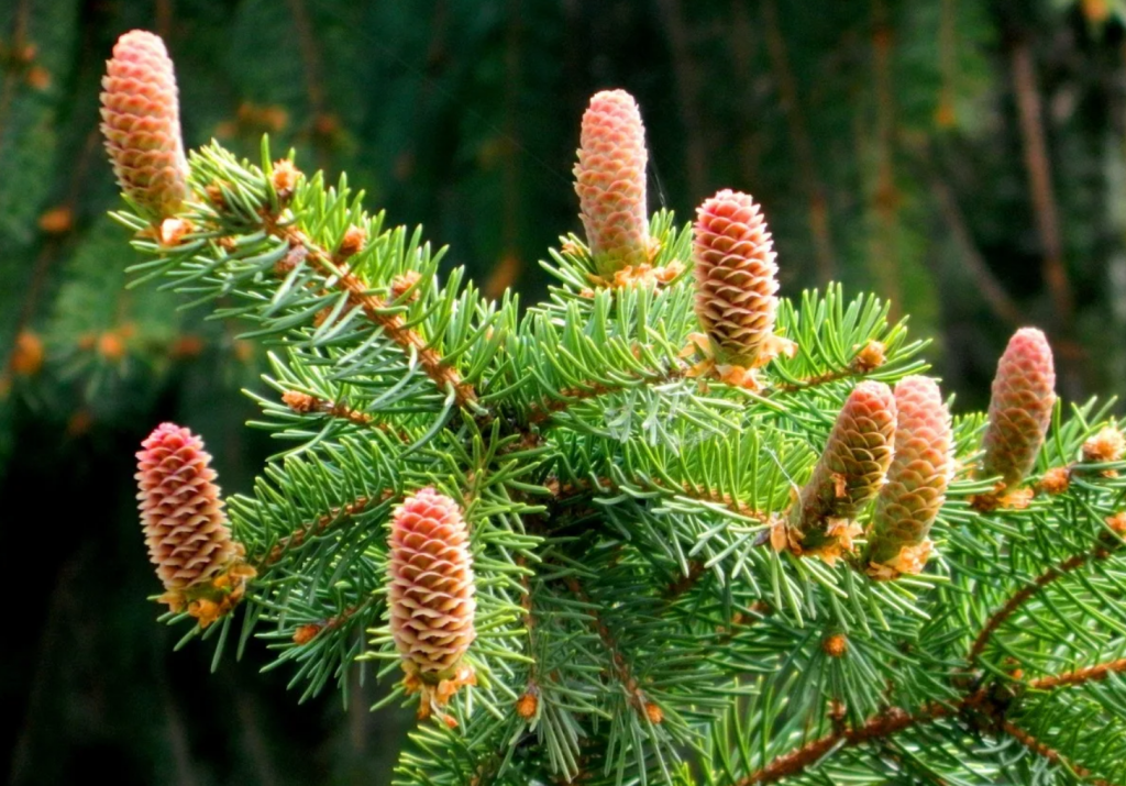 Picea abies rydal