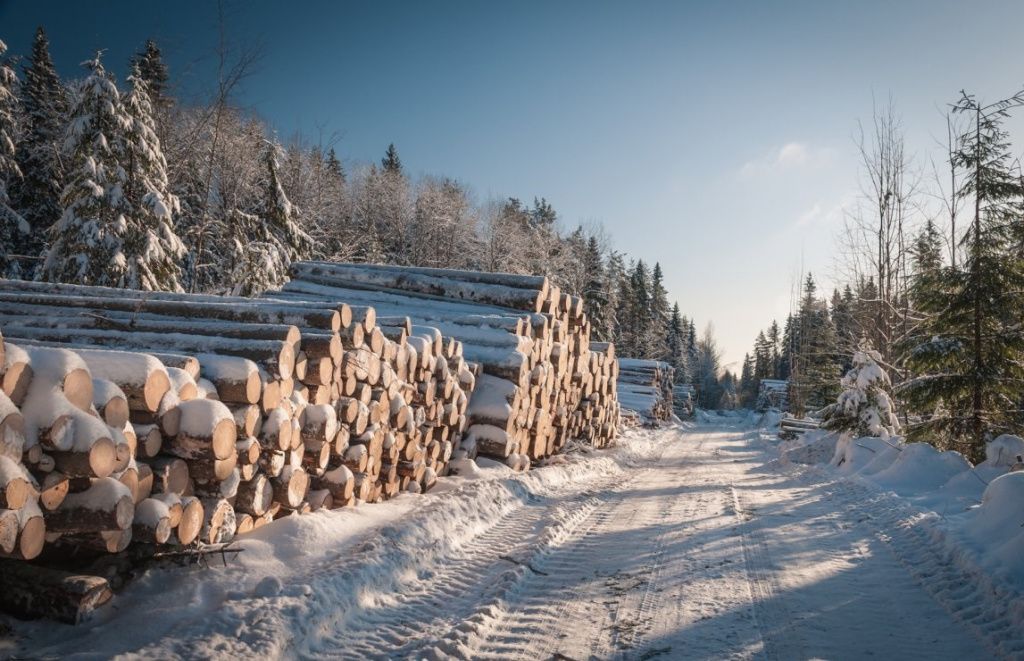 1646725366_44-sportishka-com-p-zimnii-les-kareliya-turizm-krasivo-foto-47.jpg